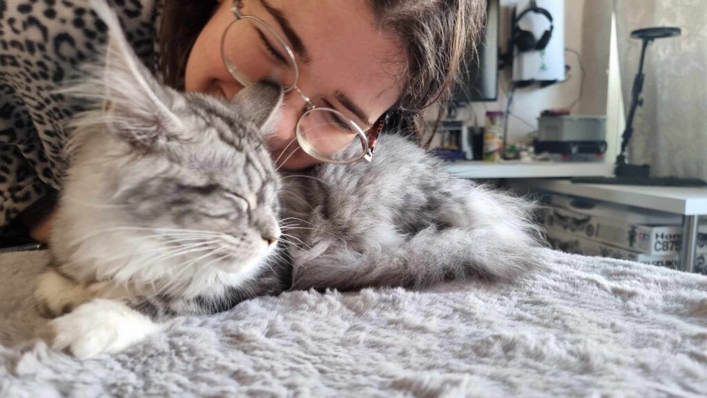 Coon cats for sale, Maine coon cats for sale in the uk