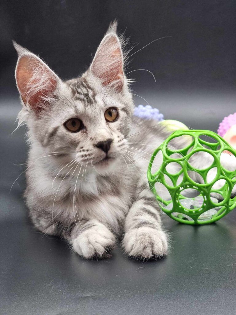 Coon cats for sale, Maine coon cats for sale in the uk