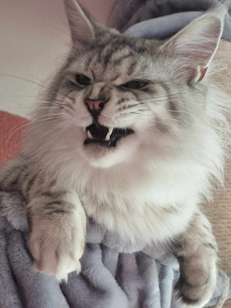 Maine Coon Cat Breeders near Wawne