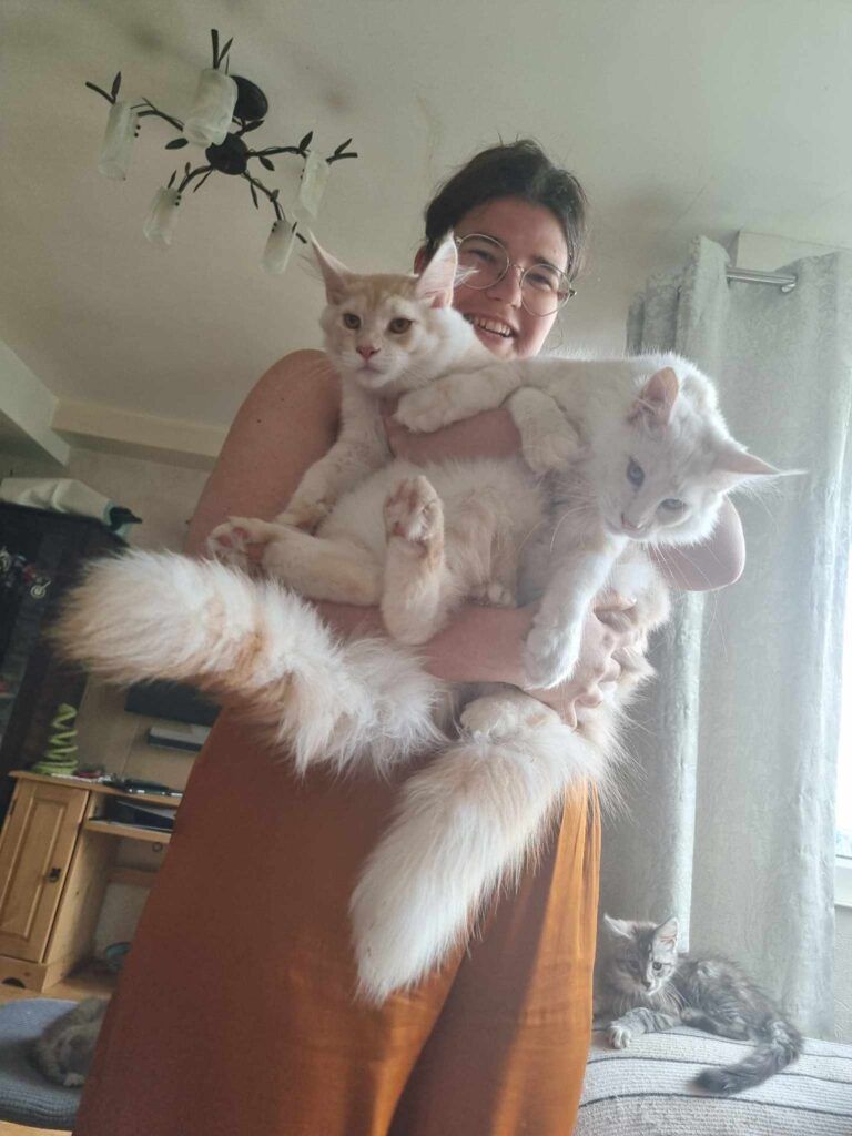 Coon cats for sale, Maine coon cats for sale in the uk