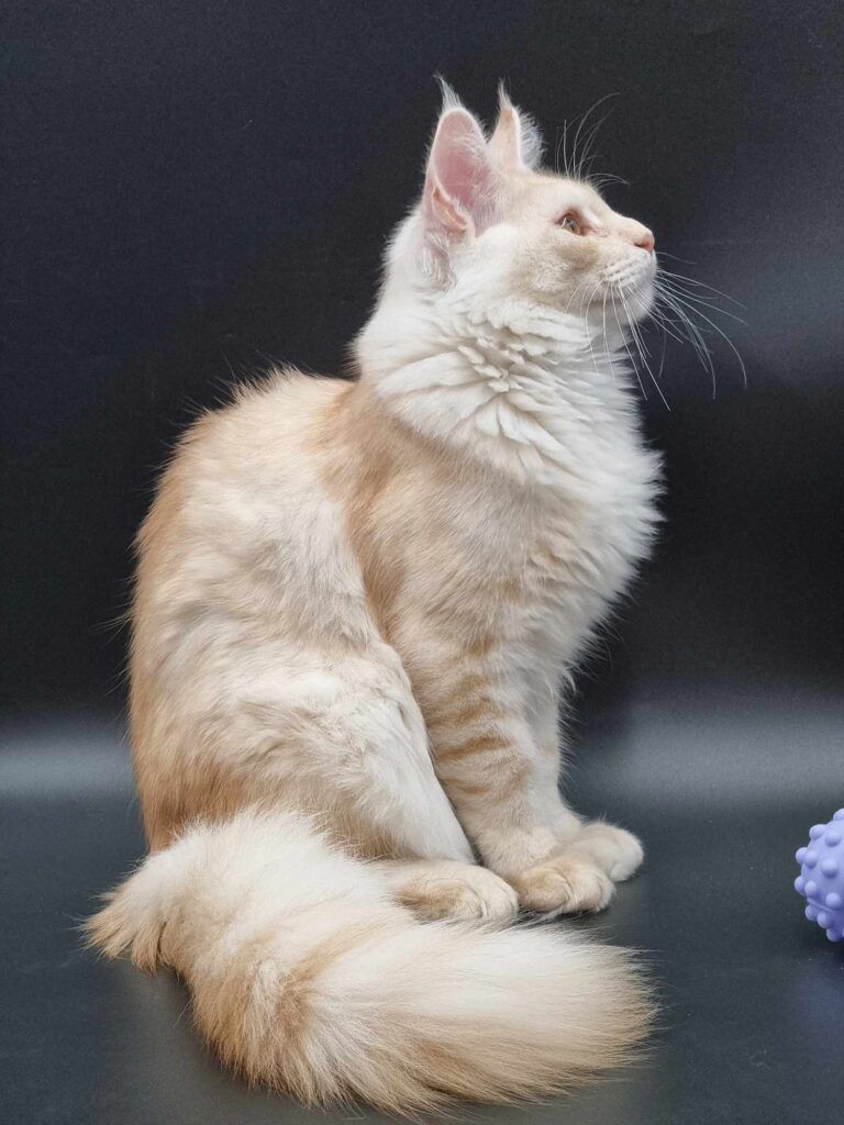 Coon cats for sale, Maine coon cats for sale in the uk