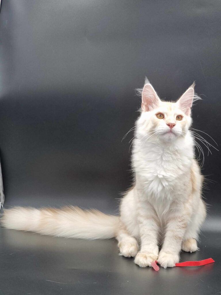 Coon cats for sale, Maine coon cats for sale in the uk