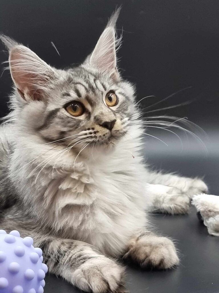 Coon cats for sale, Maine coon cats for sale in the uk