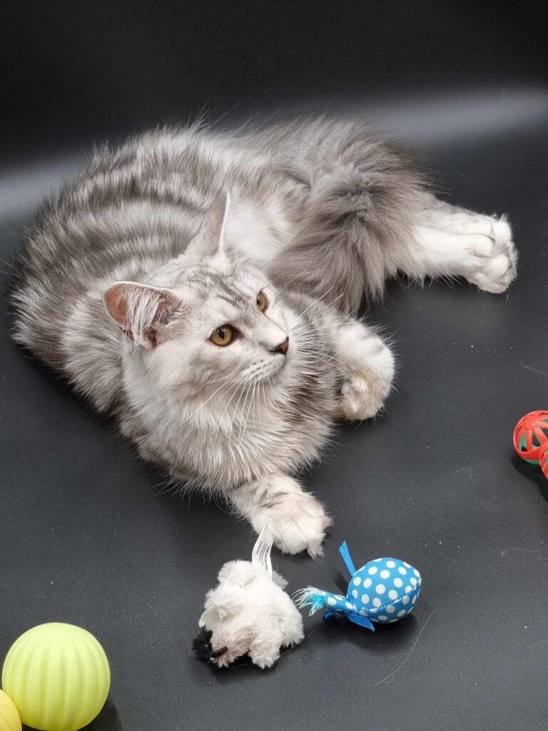 Maine Coon Cats, buy maine coon cat