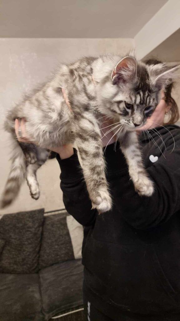 Coon cats for sale, Maine coon cats for sale in the uk