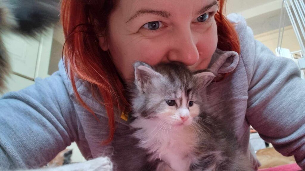 Coon cats for sale, Maine coon cats for sale in the uk