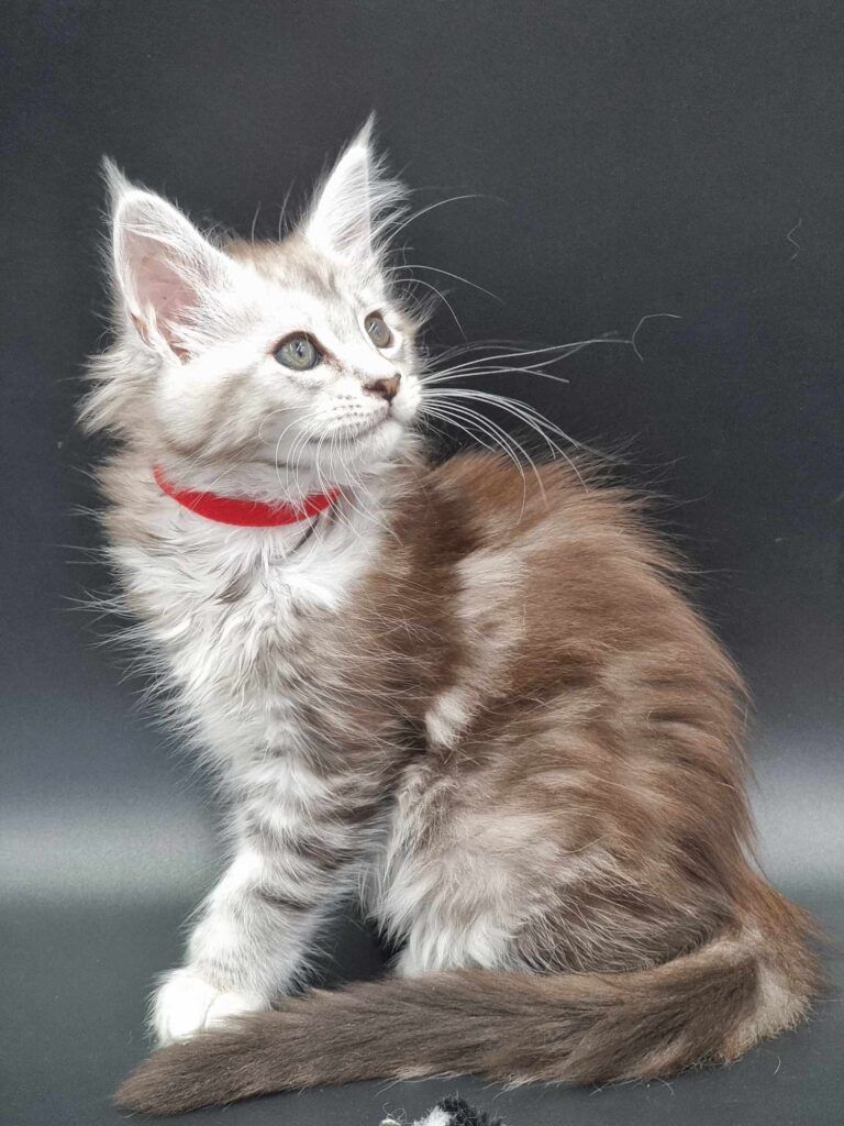 Coon cats for sale, Maine coon cats for sale in the uk