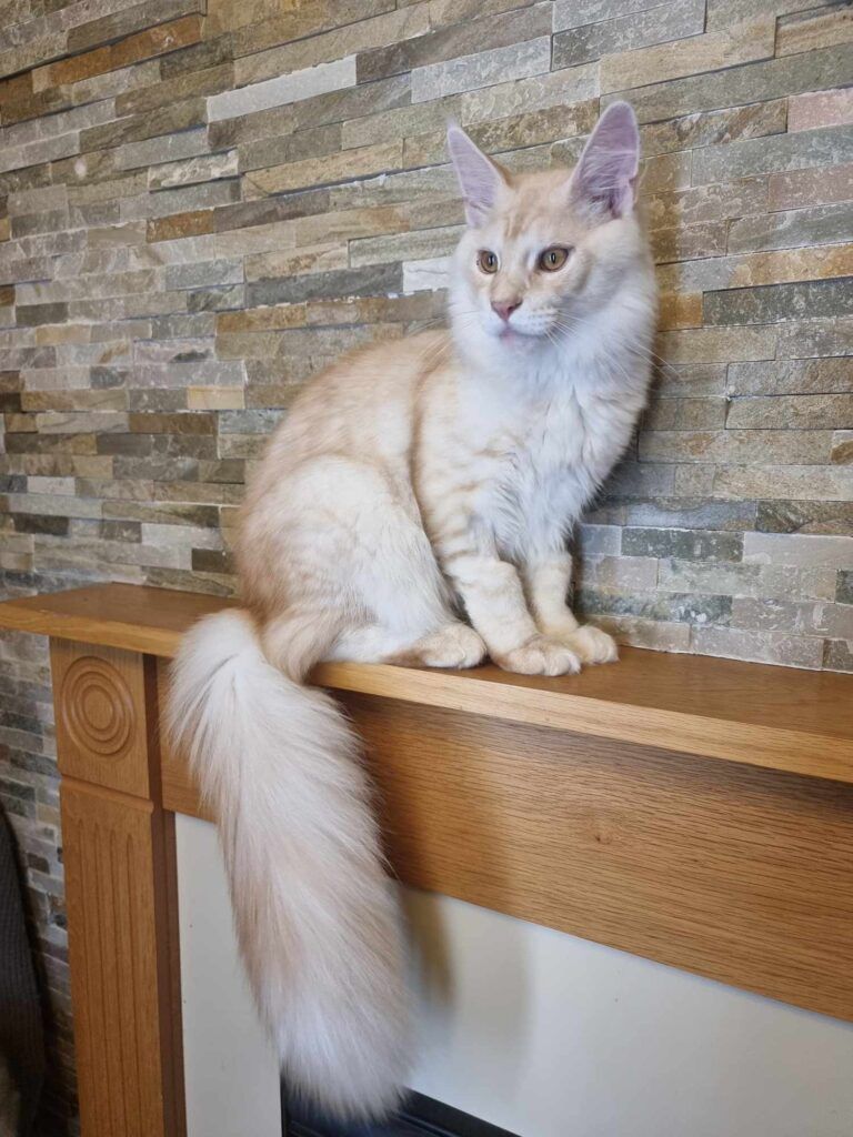 Coon cats for sale, Maine coon cats for sale in the uk
