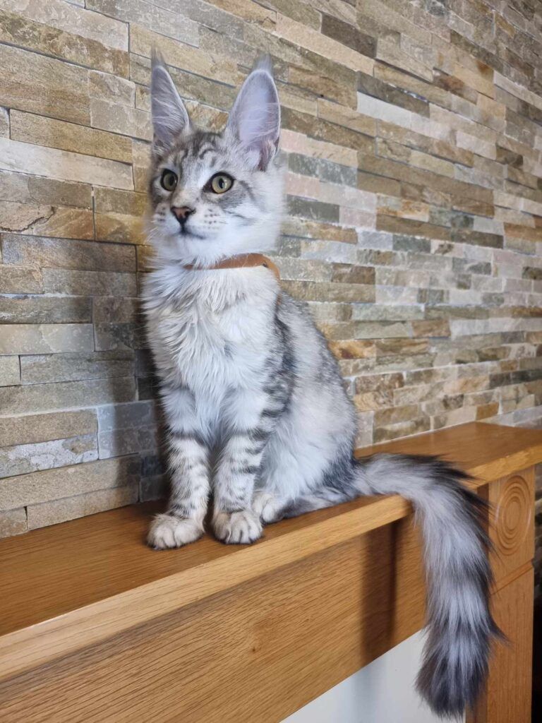 Coon cats for sale, Maine coon cats for sale in the uk