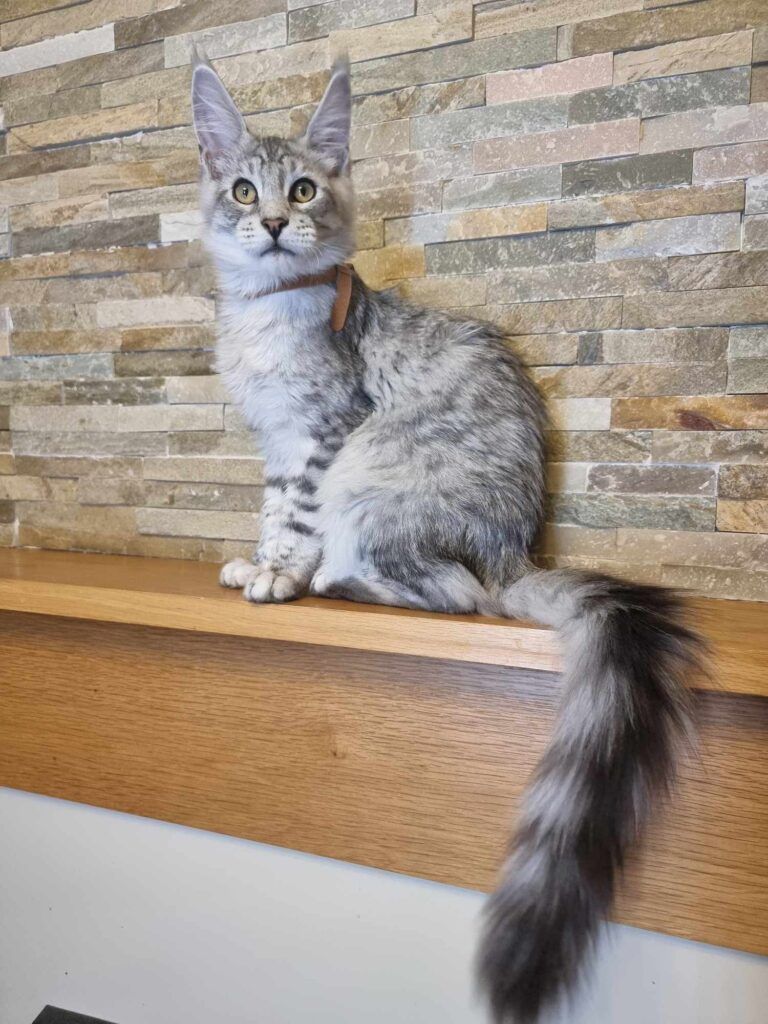 Coon cats for sale, Maine coon cats for sale in the uk