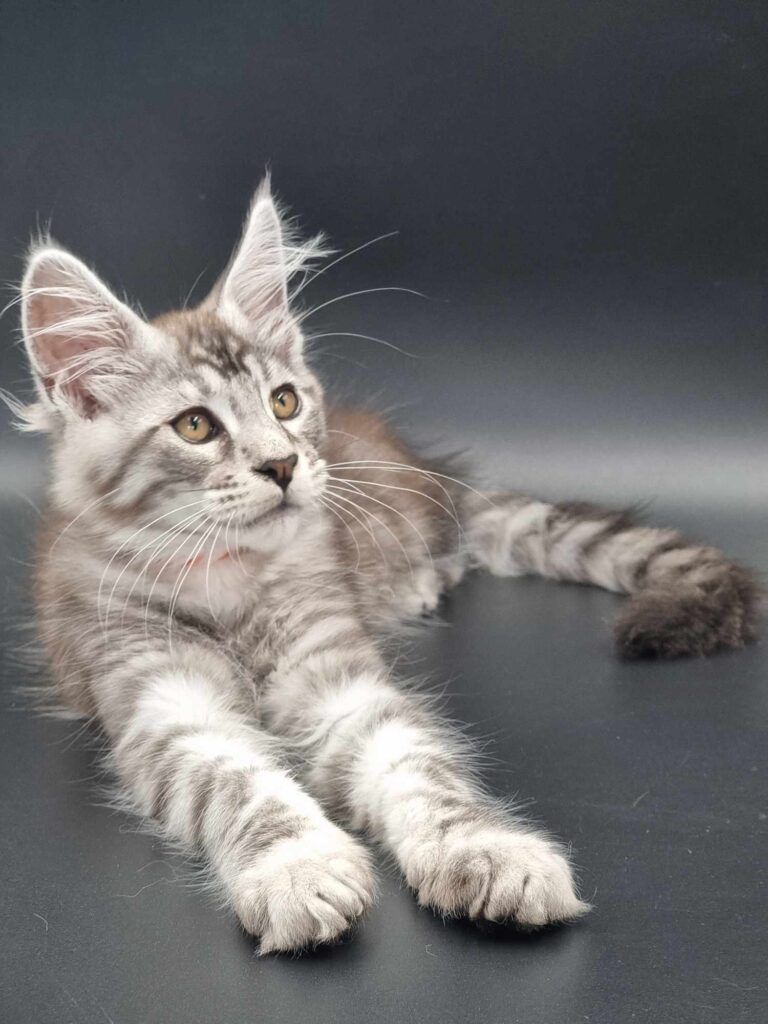 Coon cats for sale, Maine coon cats for sale in the uk