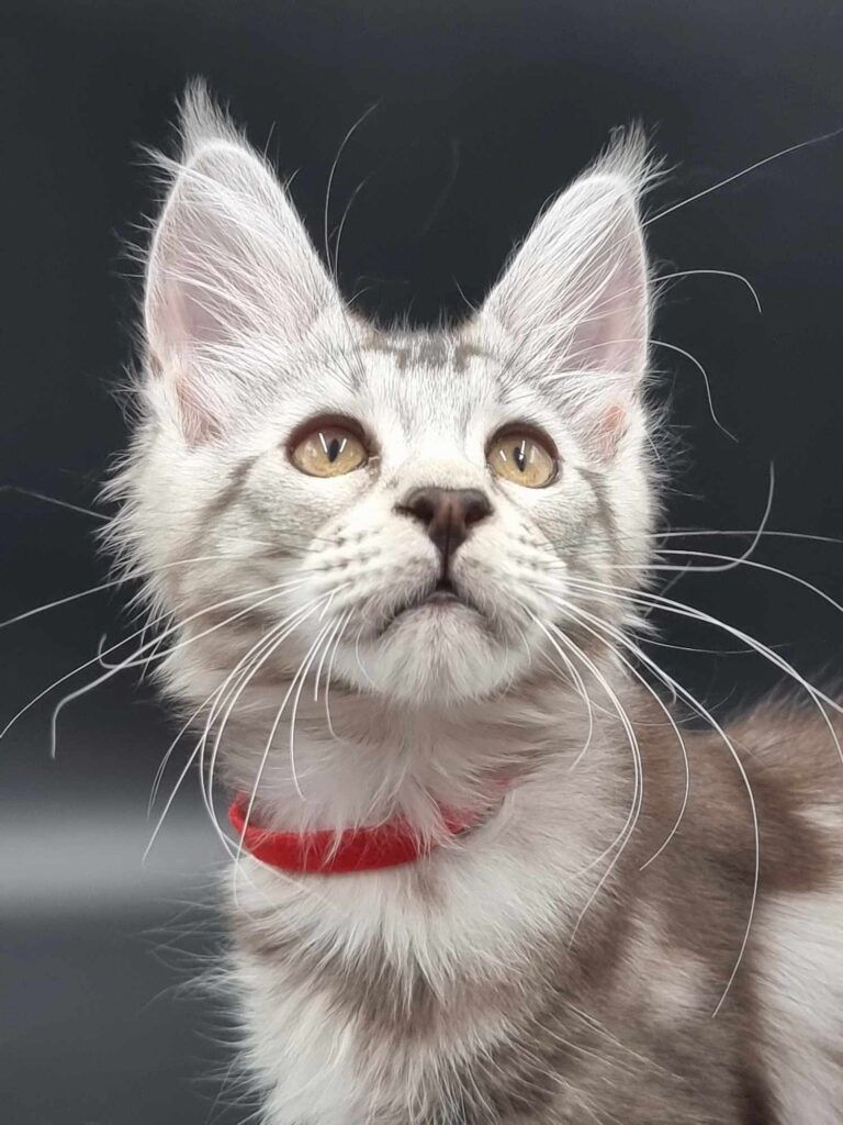 Coon cats for sale, Maine coon cats for sale in the uk