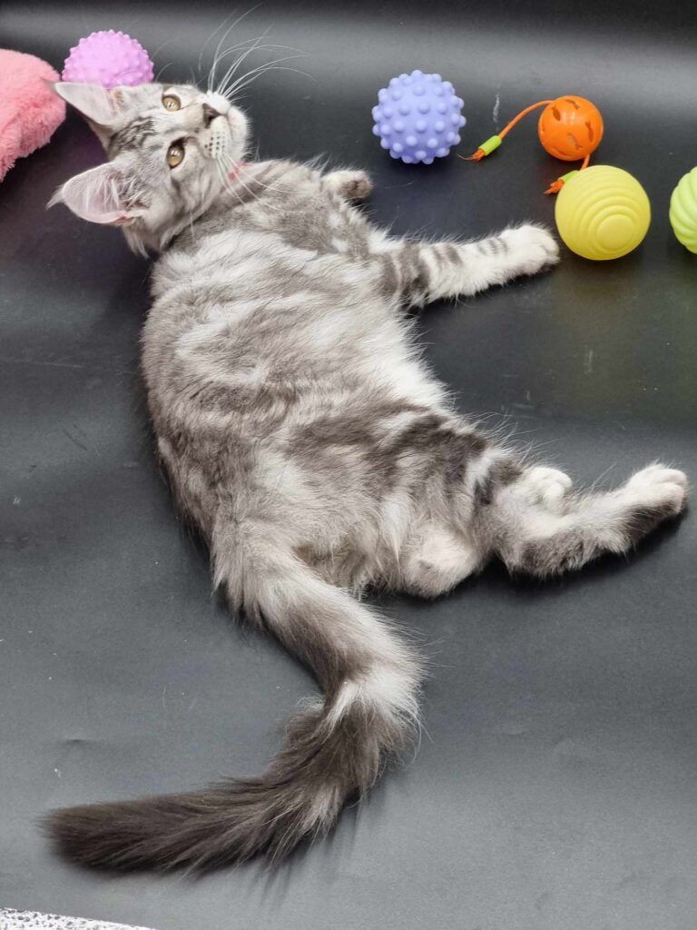 Coon cats for sale, Maine coon cats for sale in the uk