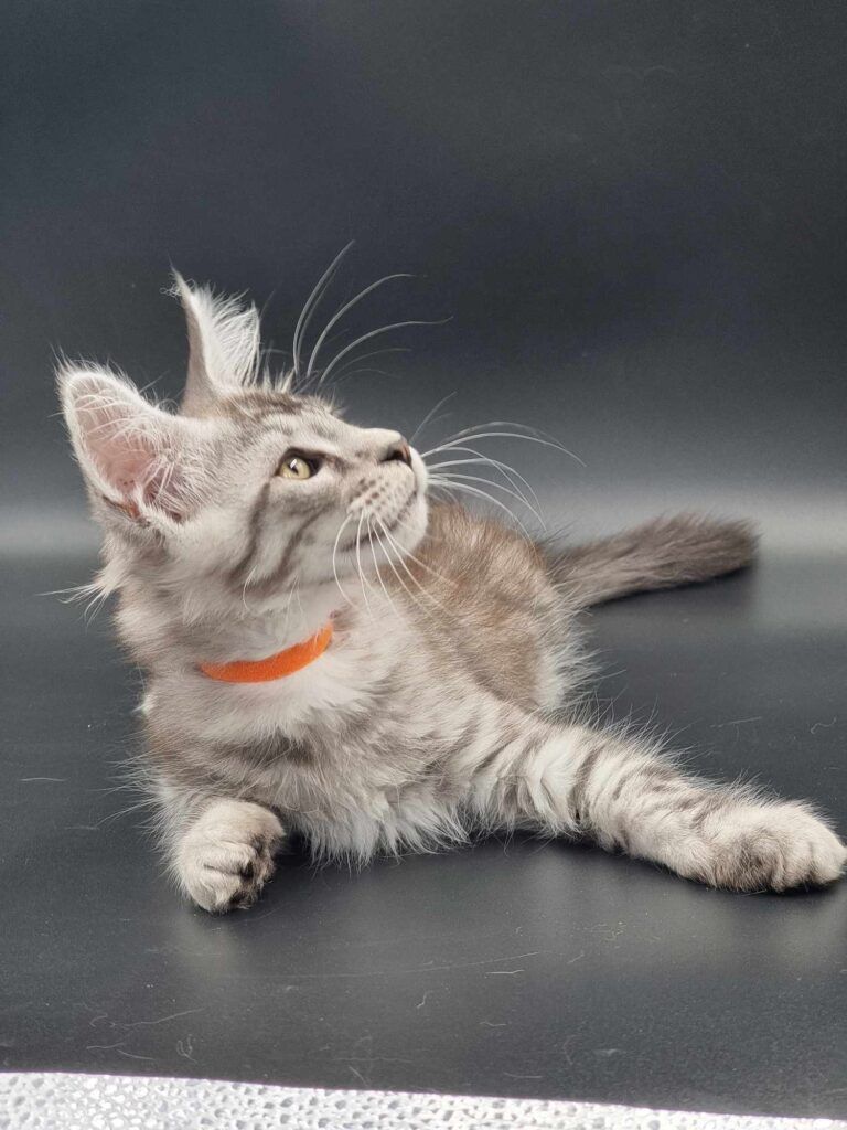 Coon cats for sale, Maine coon cats for sale in the uk