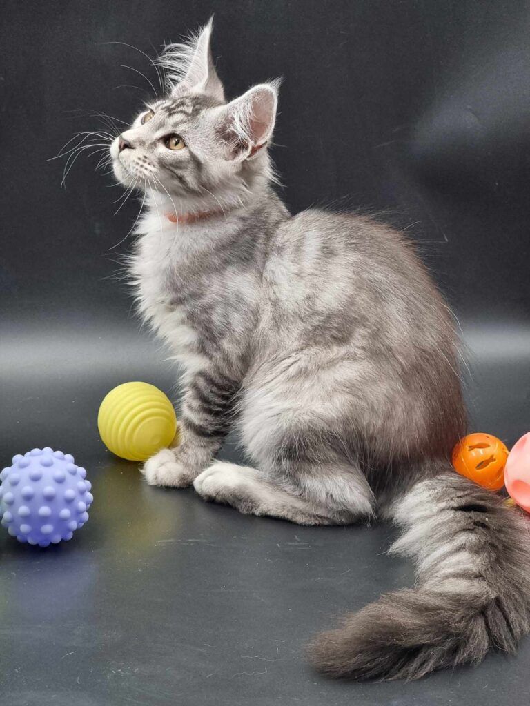 Coon cats for sale, Maine coon cats for sale in the uk