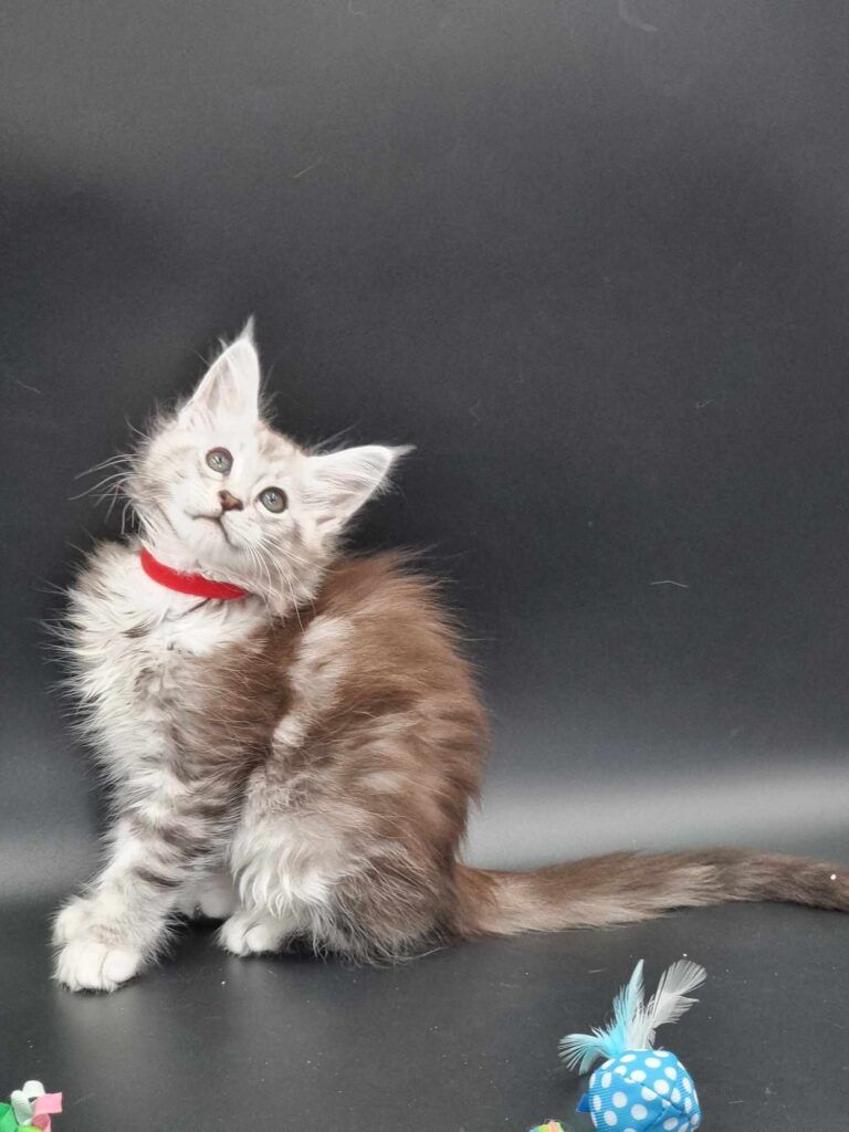 Coon cats for sale, Maine coon cats for sale in the uk