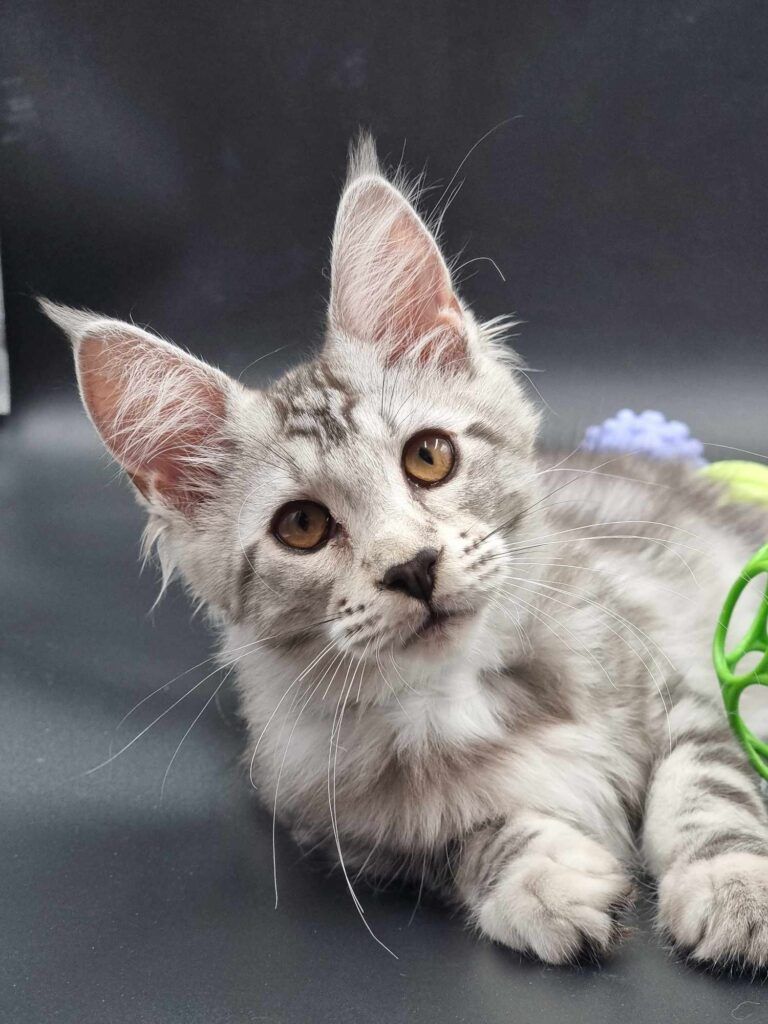 Coon cats for sale, Maine coon cats for sale in the uk