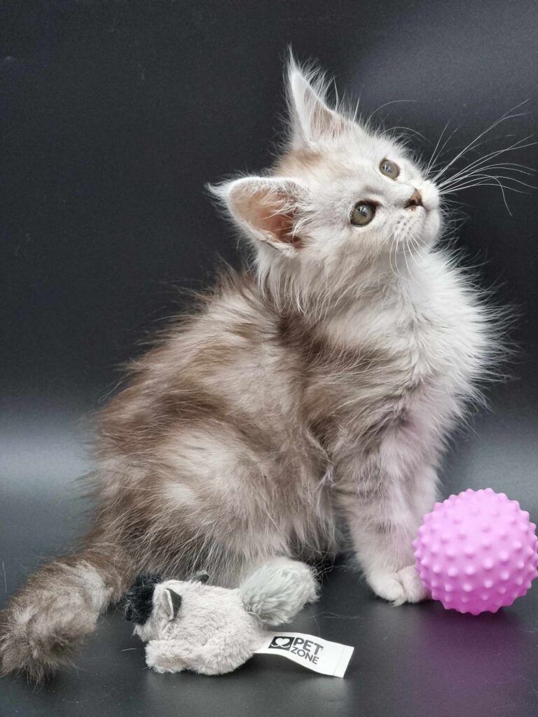 Coon cats for sale, Maine coon cats for sale in the uk