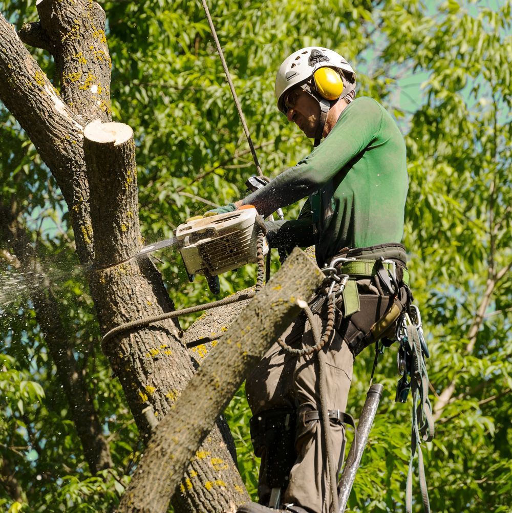 Professional Arborist Cutting an Old Tree