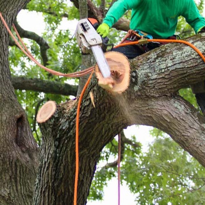 Arborist Cutting a Tree Branch