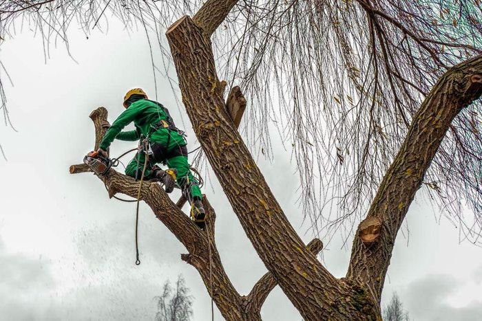 Professional Arborist Clearing a Tree Branch