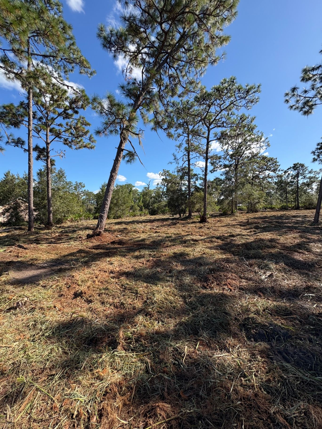 Sunny pine forest with sparse trees, dry ground, and blue sky