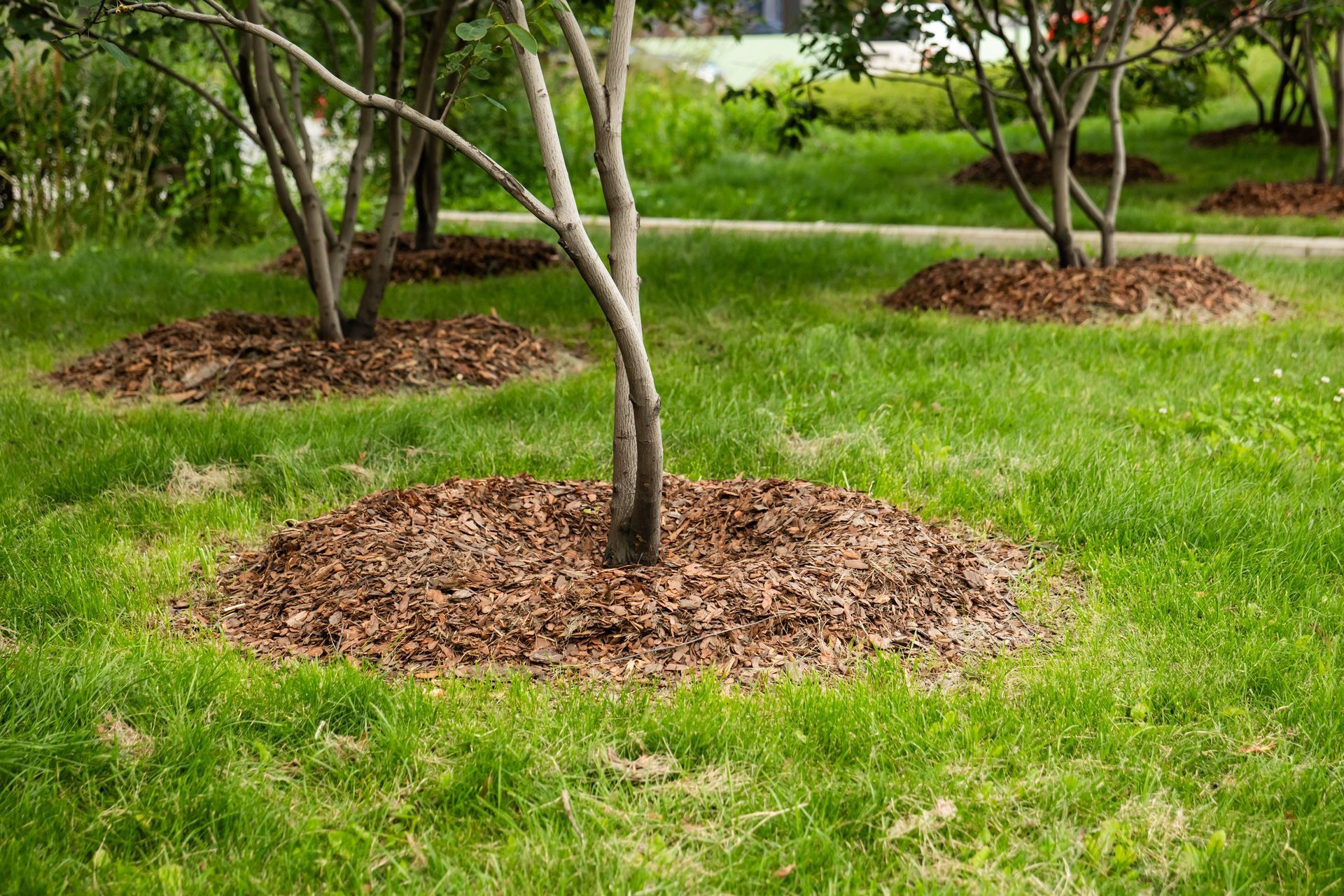 Young trees in a grassy park with mulch rings around their bases