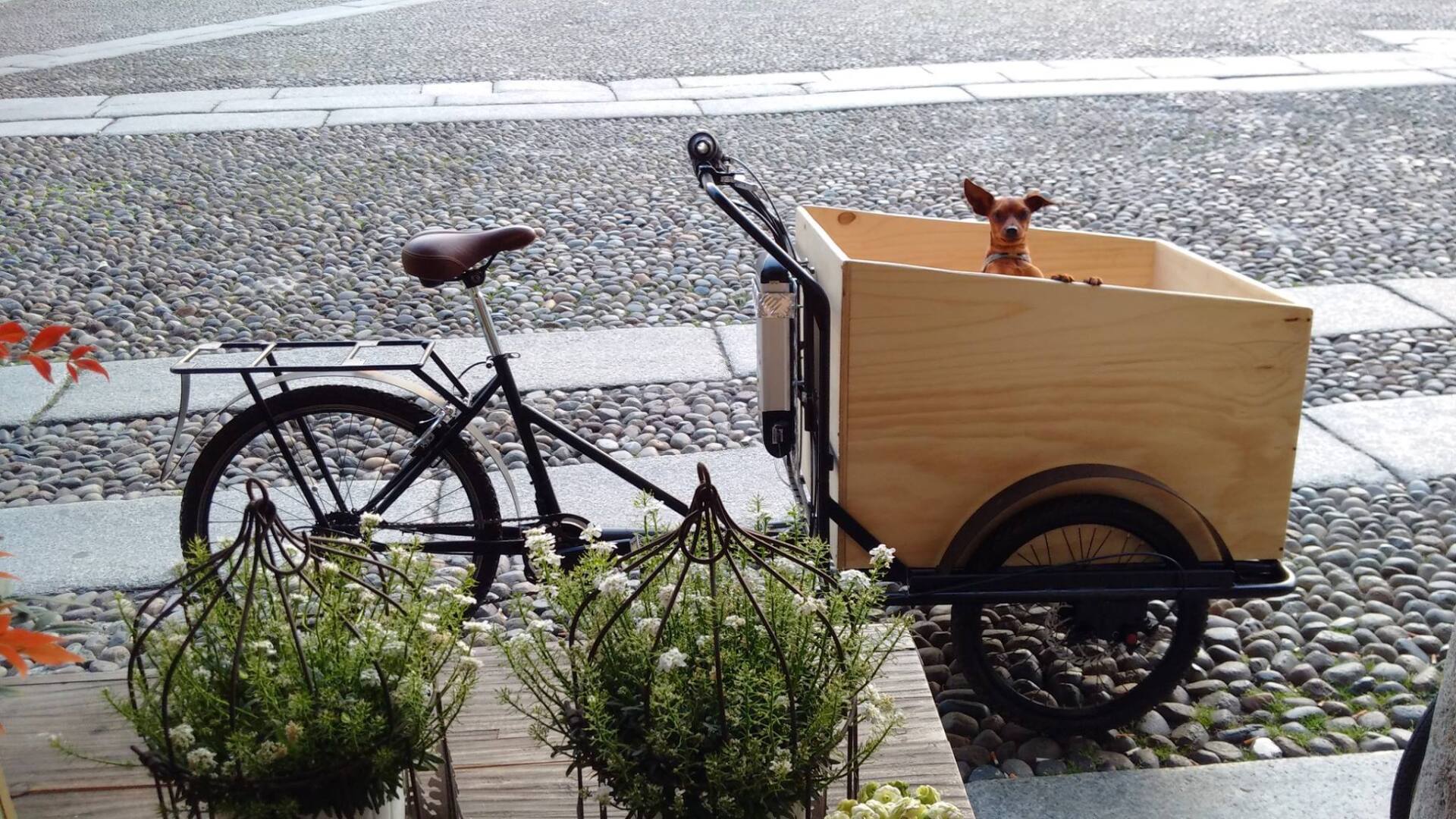 Cargo bike triciclo per famiglie e trasporto cani