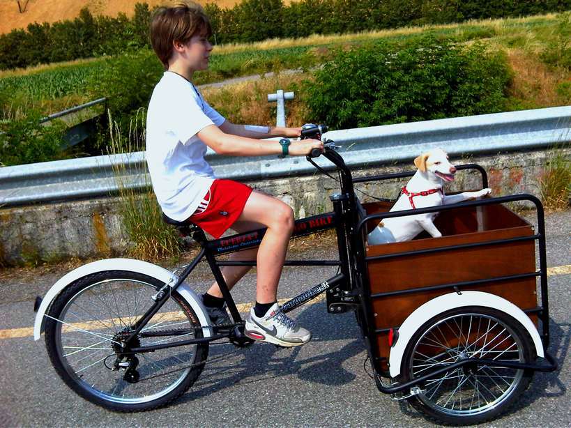 cargo bike per uso familiare trasporto cani
