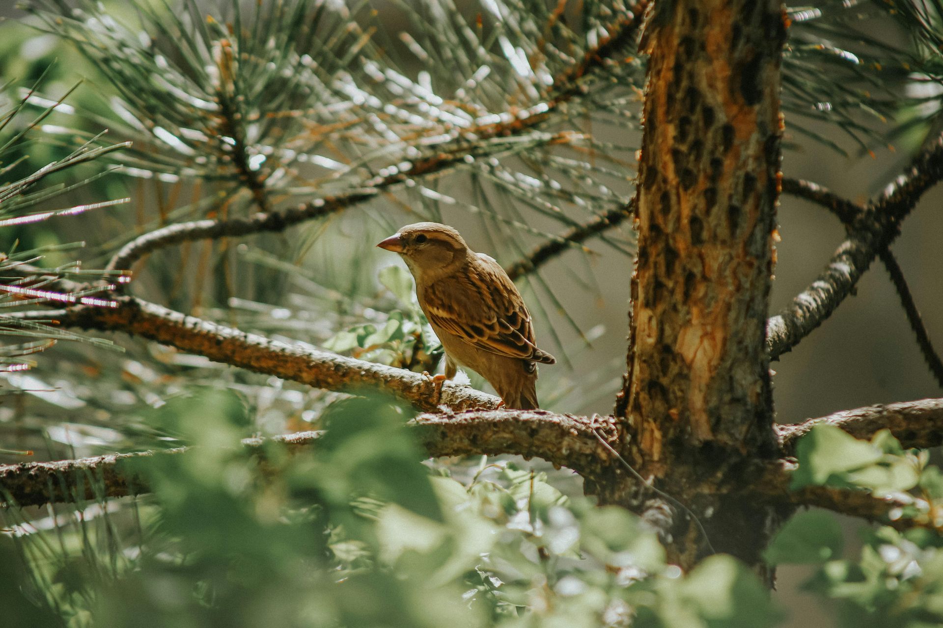 Creating a Thriving Habitat for Local Wildlife