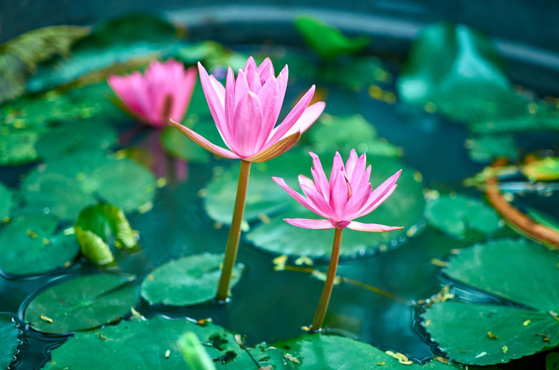 Water Gardens in Your Backyard