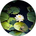 White water lily surrounded by green lily pads floating on dark water.