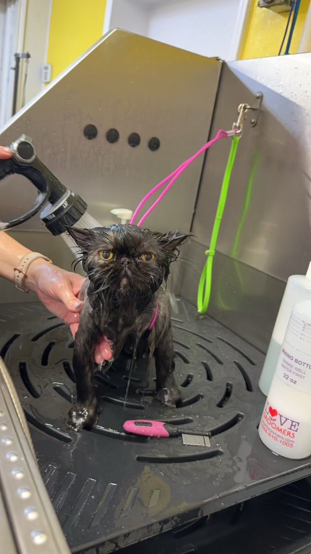 A cat is getting a bath in a grooming salon.