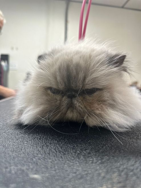 A close up of a fluffy cat laying on a table.