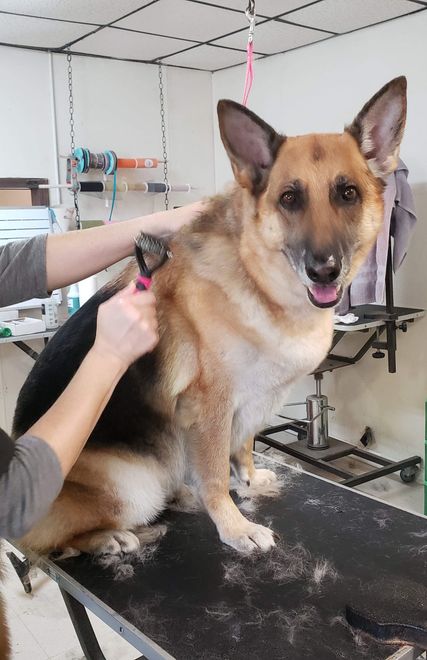 A dog is being groomed on a table by a person.