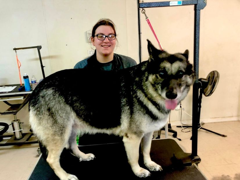 A woman is standing next to a large dog on a grooming table.