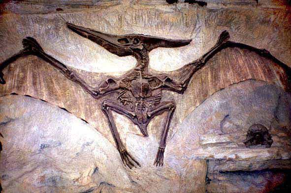 The Myth of the Bat Wing Pterosaur