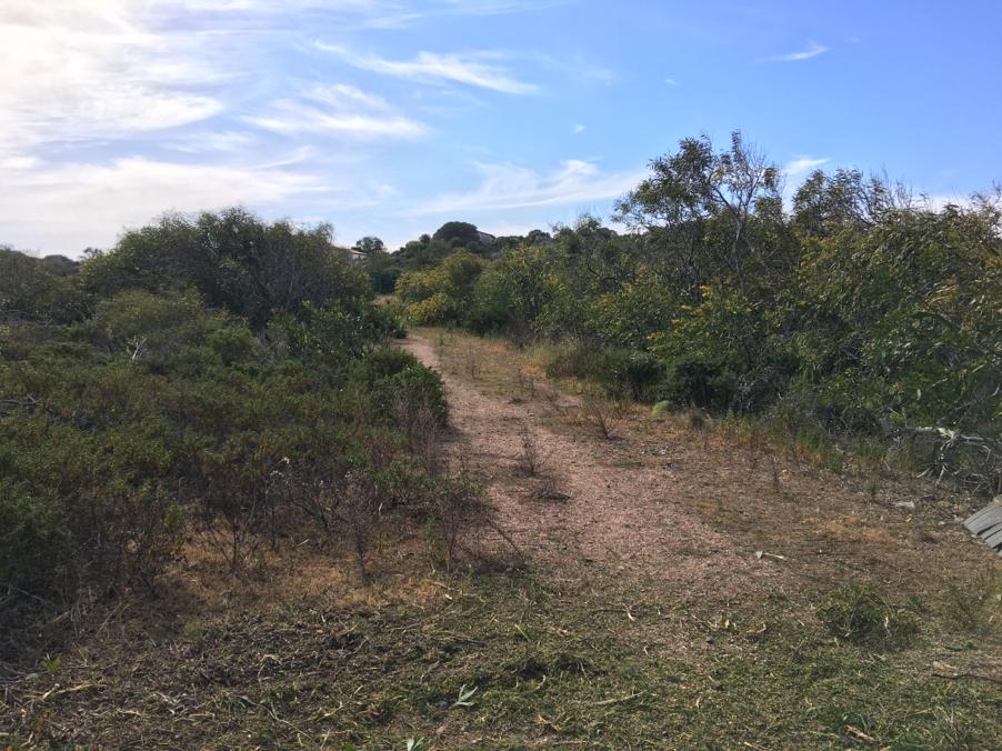 pulizia terreno forestale