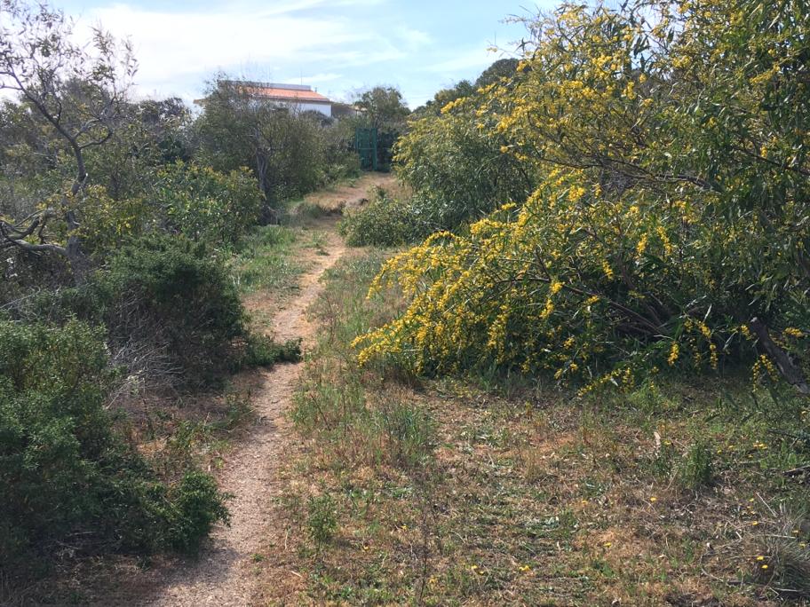 pulizia terreno forestale