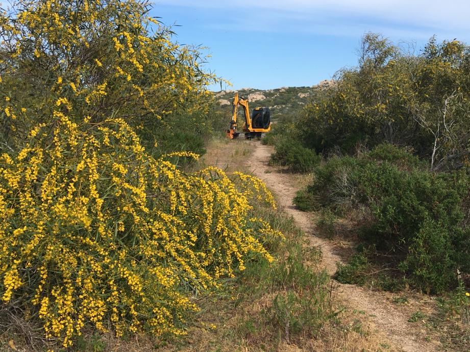 trinciaerba forestale