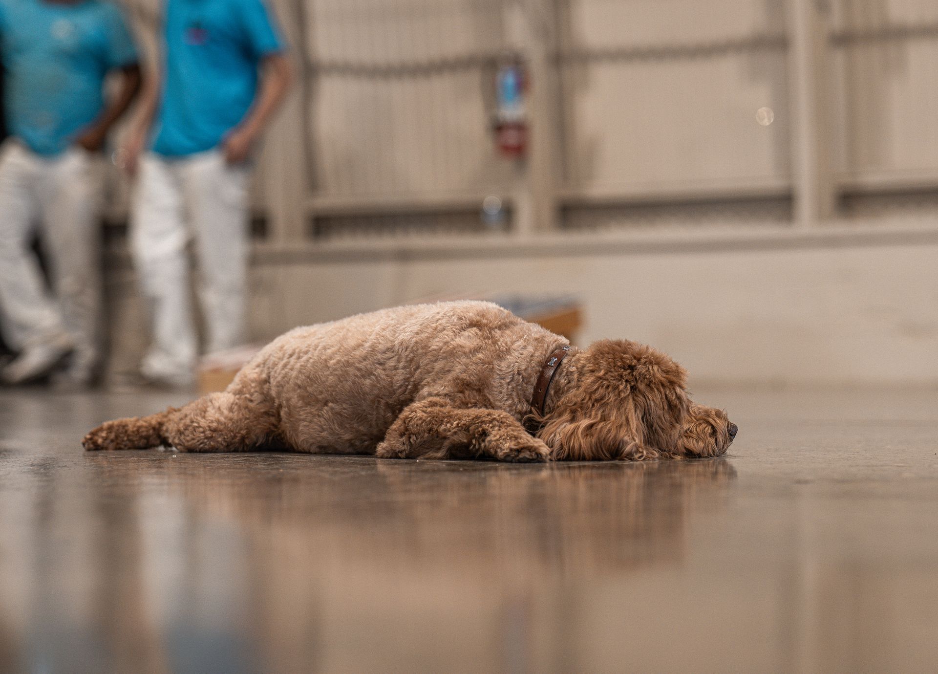 A dog is laying on the floor in a room.