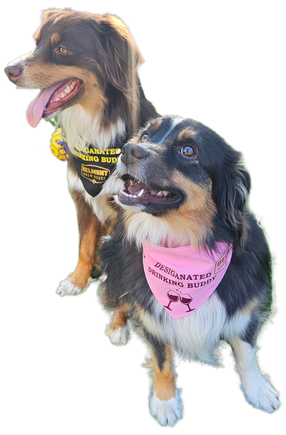 Two dogs wearing bandanas are sitting next to each other on a white background.