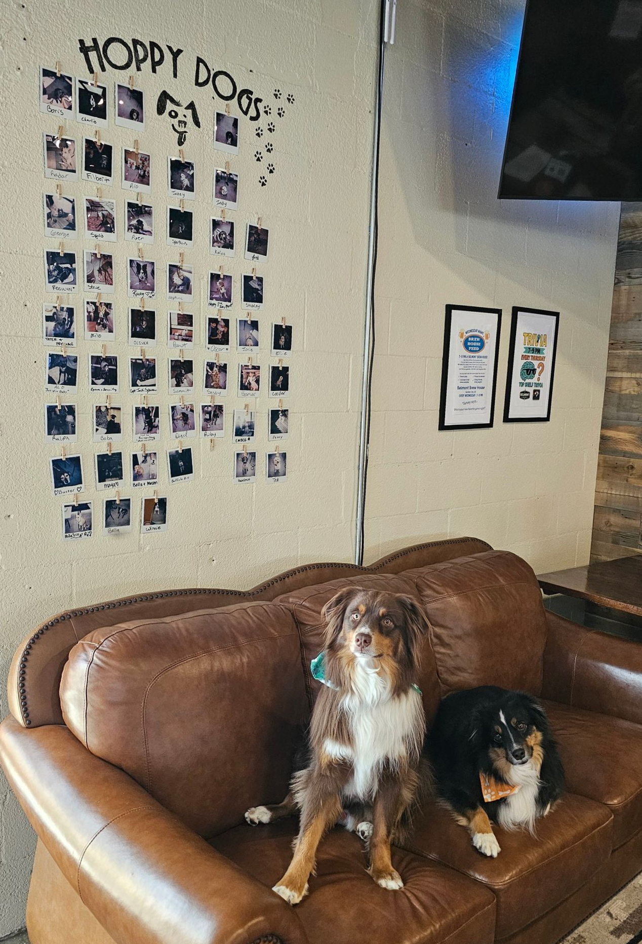 Two dogs sit on a leather couch near a wall with photos. One is brown and white, the other black and brown.