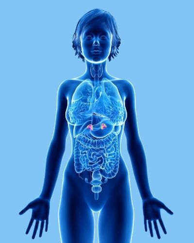 x-ray image of female showing the location of the adrenal glands