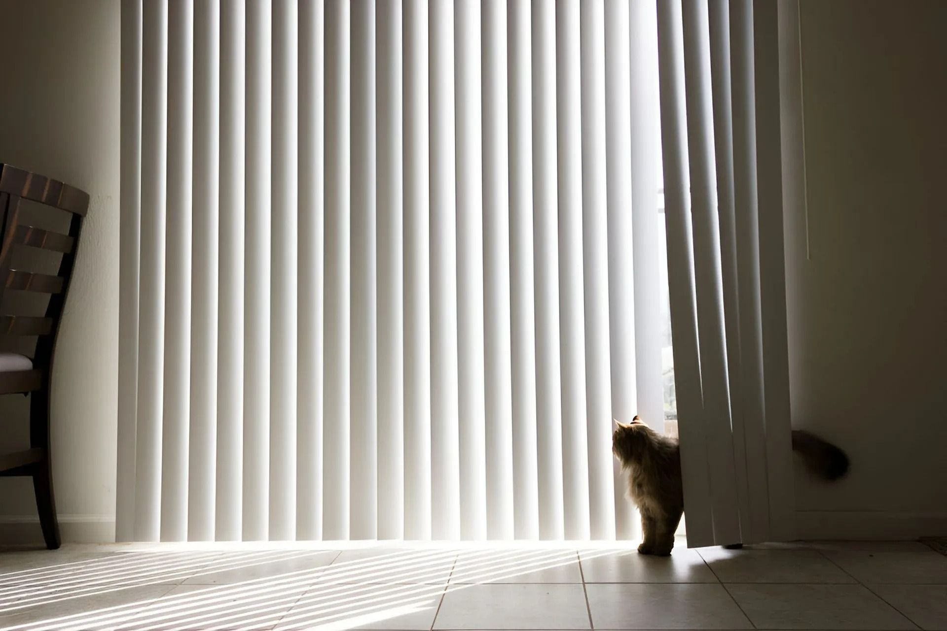 Cat Peeks Out From Behind Vertical Blinds — Instyle Curtains & Blinds in Bungalow, QLD