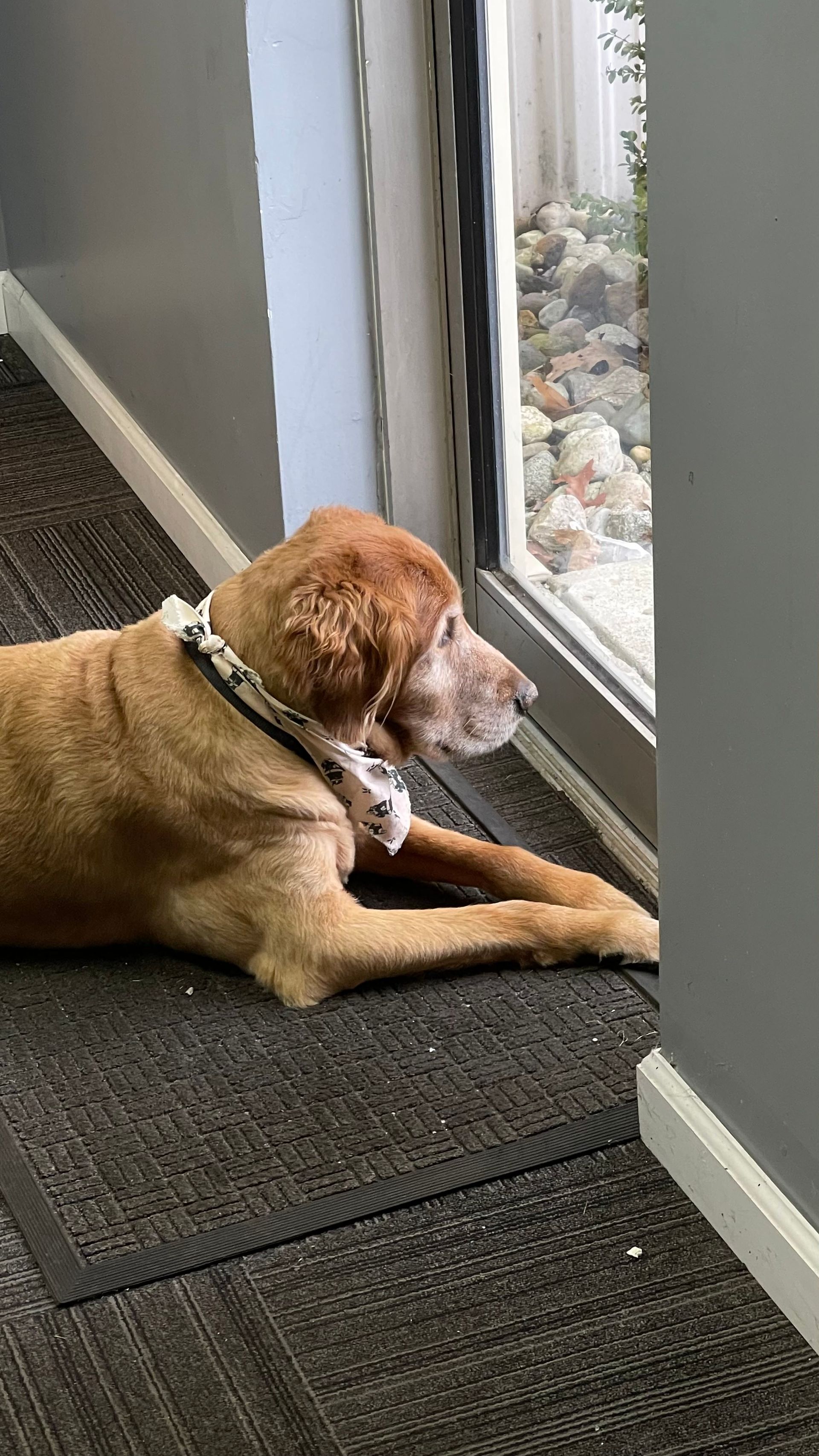 Dog, brown fur, wearing bandana, lying near a window, looking outside. | Benz Tech