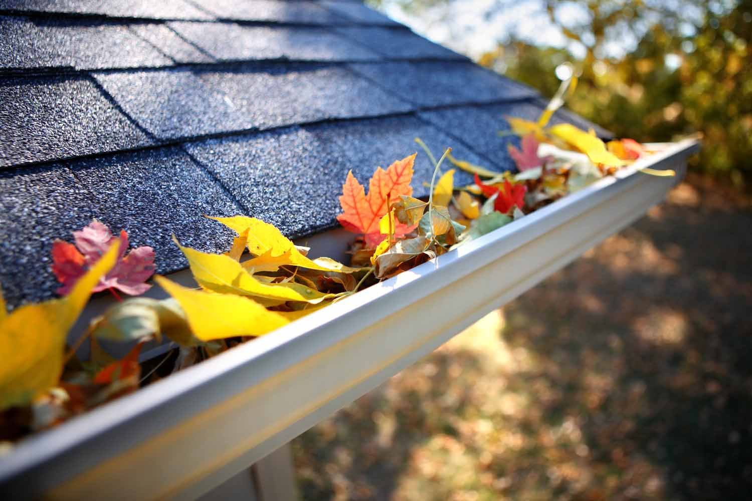 A gutter filled with leaves on a roof.