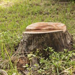 Tree Stump — Tree Removal in Maryville, TN