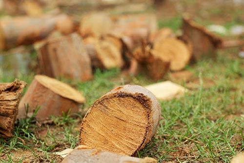 Tree Logs — Tree Removal in Maryville, TN