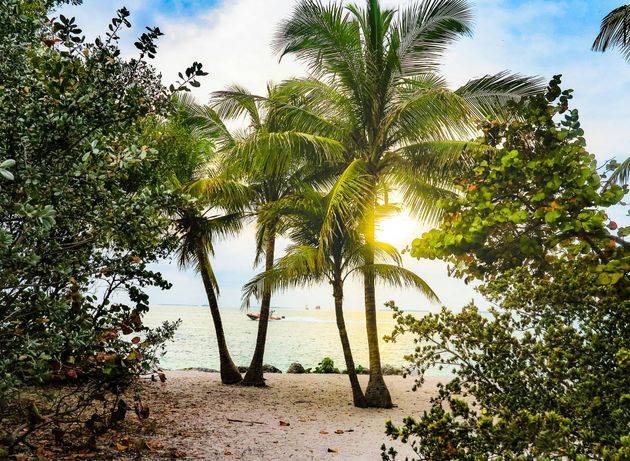 Palm trees on a sandy beach with the sun shining through the fronds.